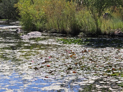 Mexican Water Lily