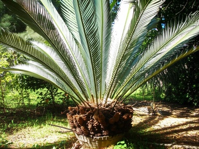 Micronesian Cycad