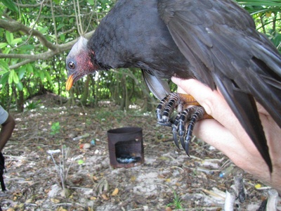 Micronesian Megapode
