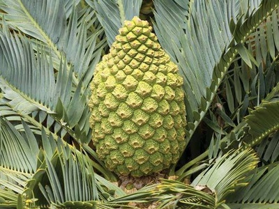 Middelburg Cycad