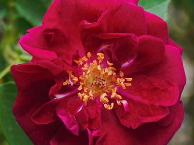 Middlemist Red Camellia