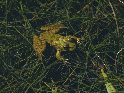 Miles' Robber Frog