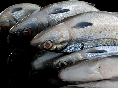 Milkfish