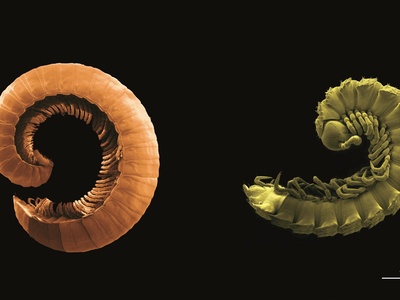 Millipedes