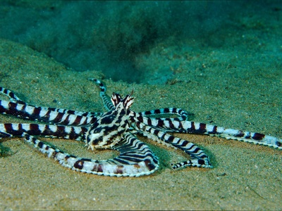 Mimic Octopus