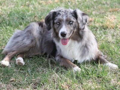Miniature American Shepherd