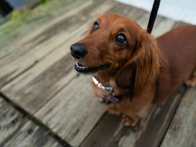 Miniature Dachshund