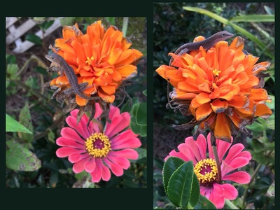 Miniature Zinnia
