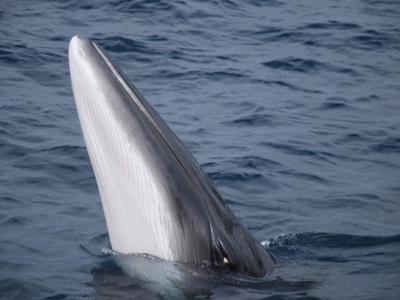 Minke Whale