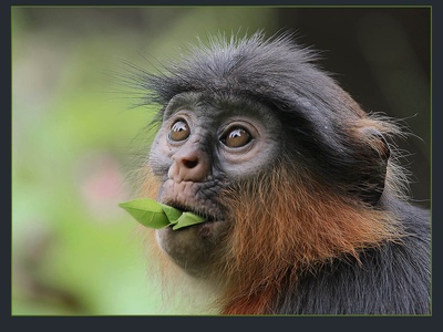 Miss Waldron's Red Colobus