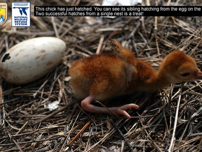 Mississippi Sandhill Crane