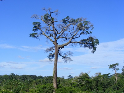 Moabi