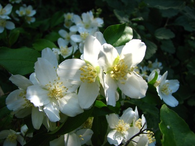 Mock Orange