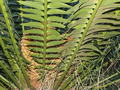 Modjadji Cycad