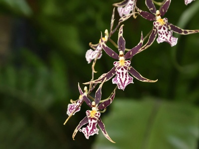 Mohawk Spider Orchid