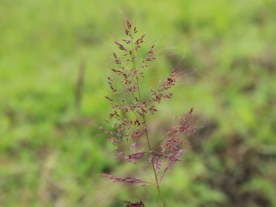 Molasses grass
