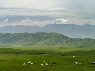Mongolian milkvetch