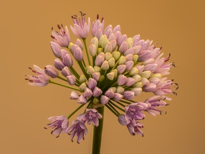 Mongolian onion