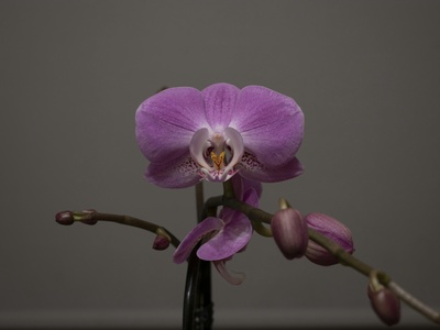 Monkey Face Orchid