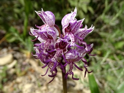 Monkey orchid