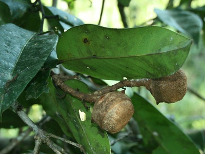 Monkey pot