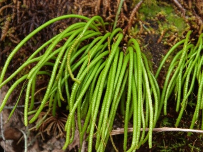 Monkey Tail