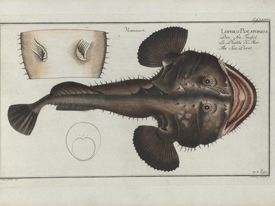Monkfish (angler)