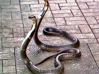 Monocled Cobra