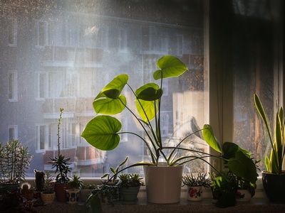 Monstera