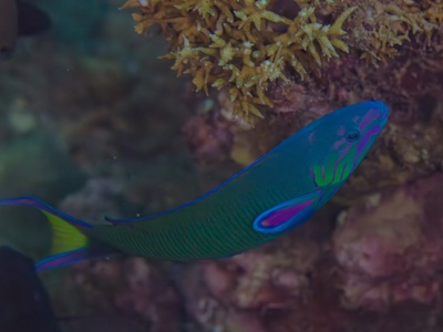 Moon wrasse