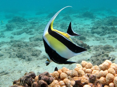 Moorish idol