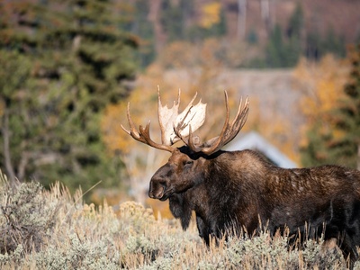 Moose