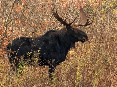 Moose (Eurasian Elk) (vagrant)