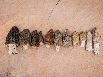 Morel