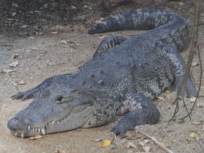 Morelet's Crocodile