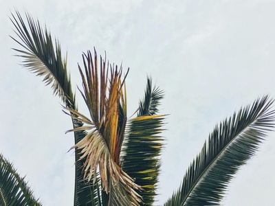 Moriche palm