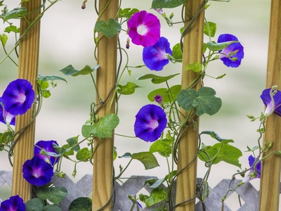 Morning Glory