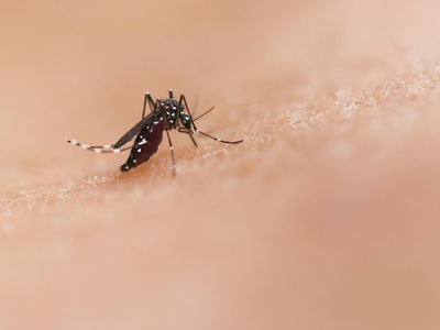 Mosquito
