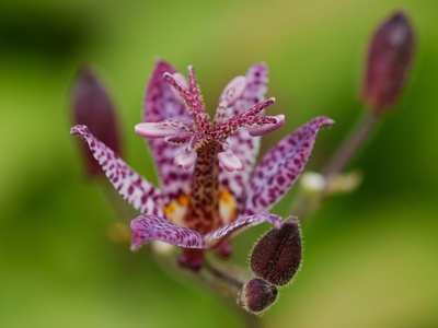 Moss's Fringed Orchid