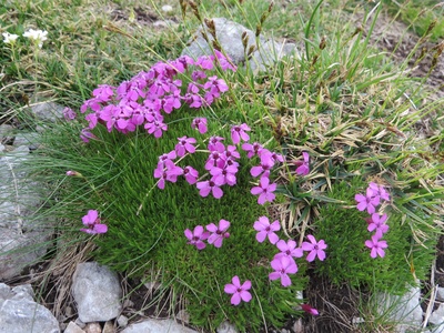 Moss campion