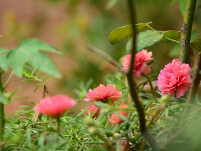Moss Rose