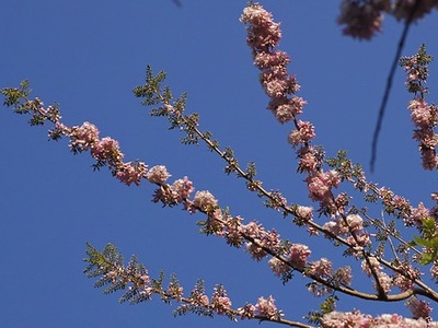 Mother of Cacao