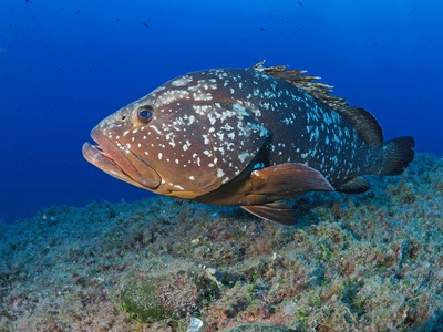 Mottled grouper