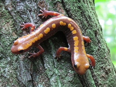 Mount Pirre Salamander