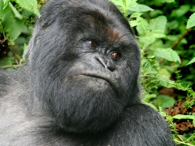Mountain gorilla