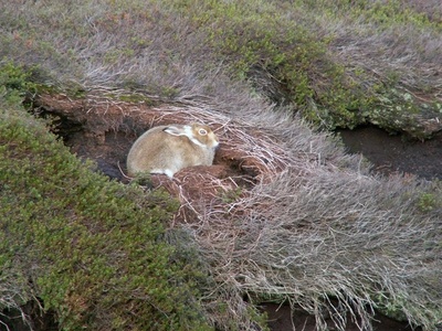 Mountain hare