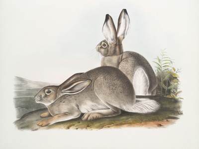 Mountain Hare