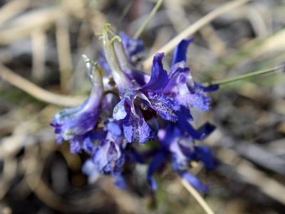 Mountain Larkspur
