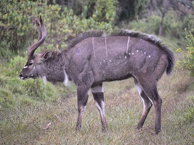Mountain Nyala