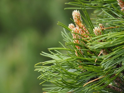 Mountain pine